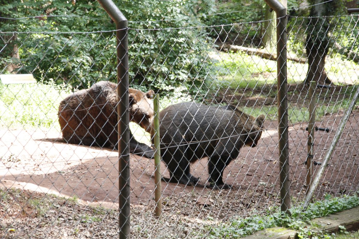 Braunbären im Gehege