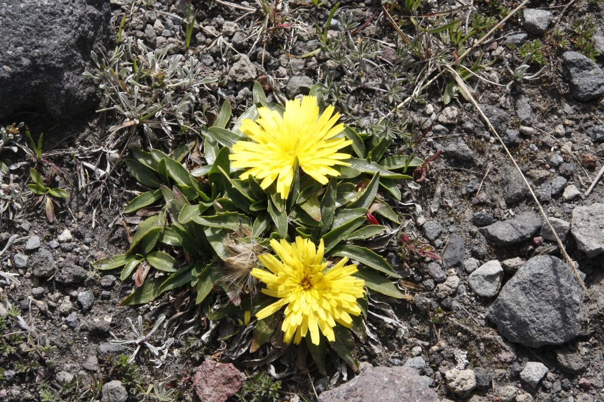 Hier oben wachsen noch Blumen.