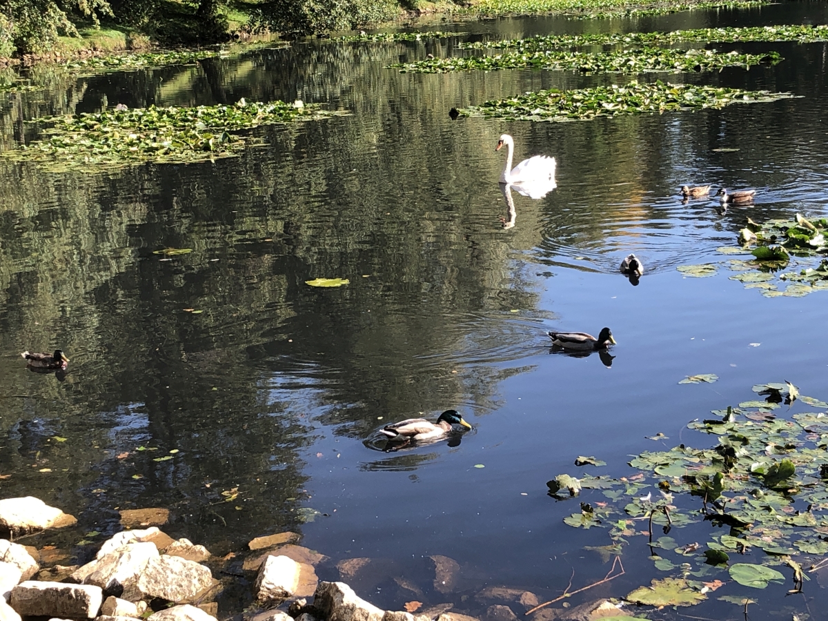 Trier - Aulbach-Weiher